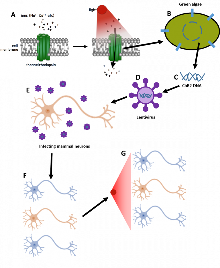 Optogenetics