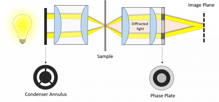 Phase-Contrast Microscopy