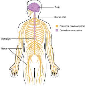 What Is Neuroscience?