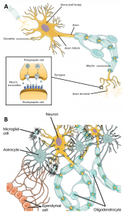 What Is Neuroscience?