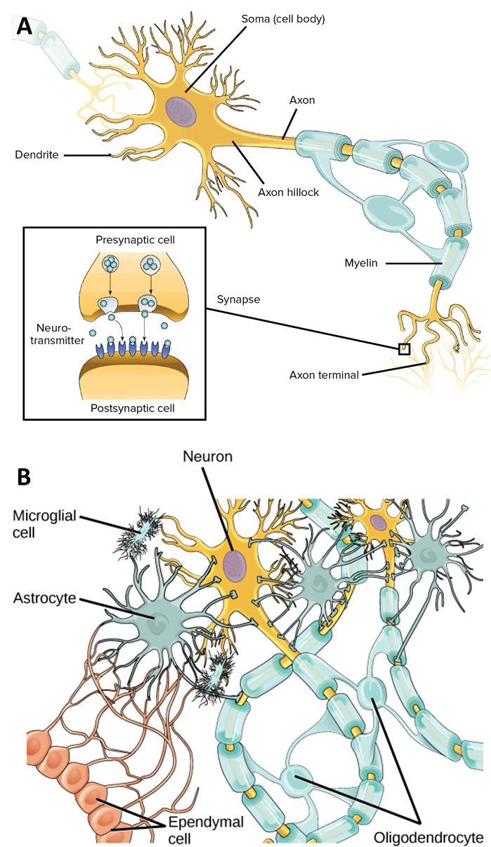 What Is Neuroscience?