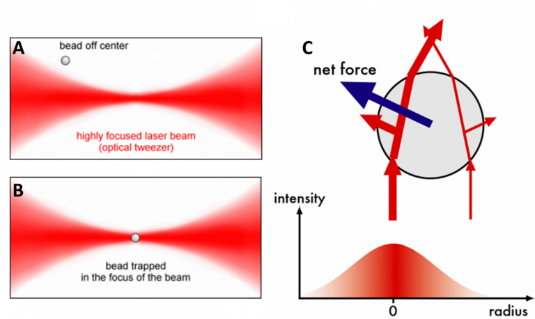 Optical Trapping