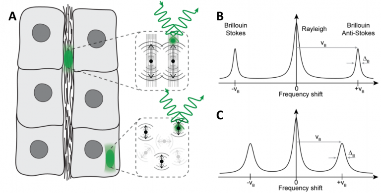 Brillouin Microscopy